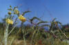 Астрагал шелковисто-седой - эндемик острова Ярки