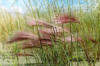 Ячмень гривастый - сорная трава